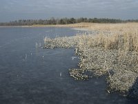 NL, Noord-Brabant, Someren, Beuven 18, Littorella uniflora, Saxifraga-Jan van der Straaten